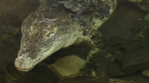 Знакомимся с крокодилом Тотошей из Ленинградского зоопарка