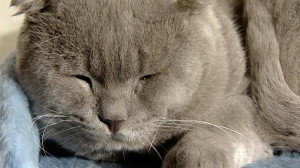 Шотландская вислоухая