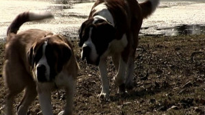 Сернбернары