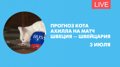 Прогноз кота Ахилла на матч Швеция-Швейцария. Онлайн-трансляция