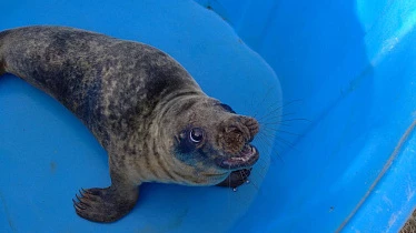 Три серых тюленя вернулись в Балтийское море после реабилитации - tvspb.ru