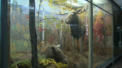 От скелета гигантского кита до миниатюрных бабочек: В Зоологическом музее рассказали об истории экспонатов