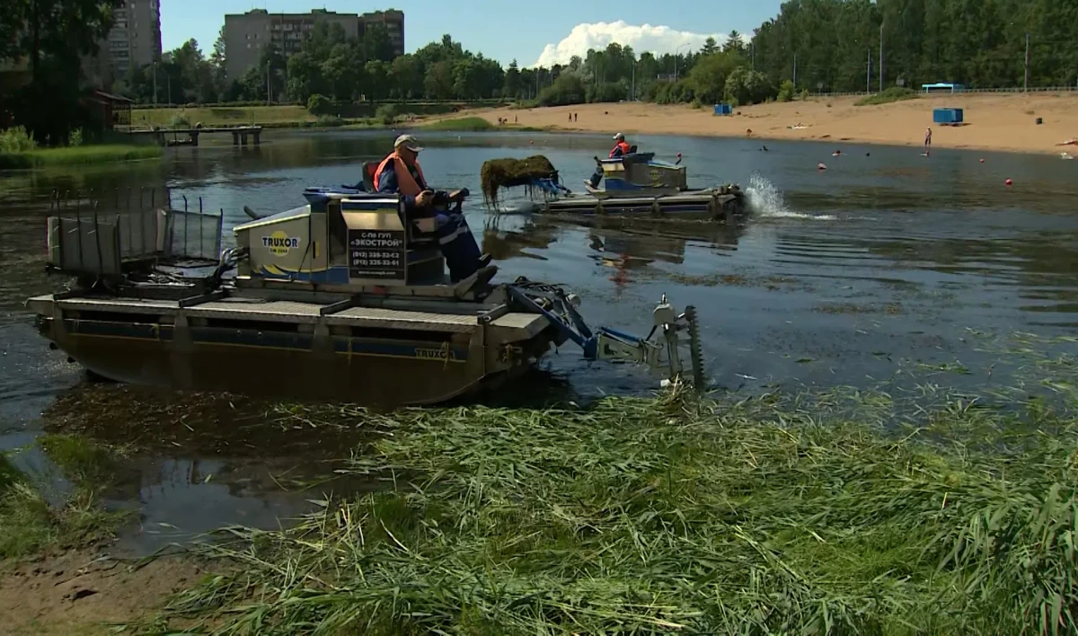 Машины-амфибии очищают от водорослей Ольгинский пруд - tvspb.ru