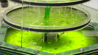 Петербургский девятиклассник представил живой фильтр, основой которого стали микроводоросли
