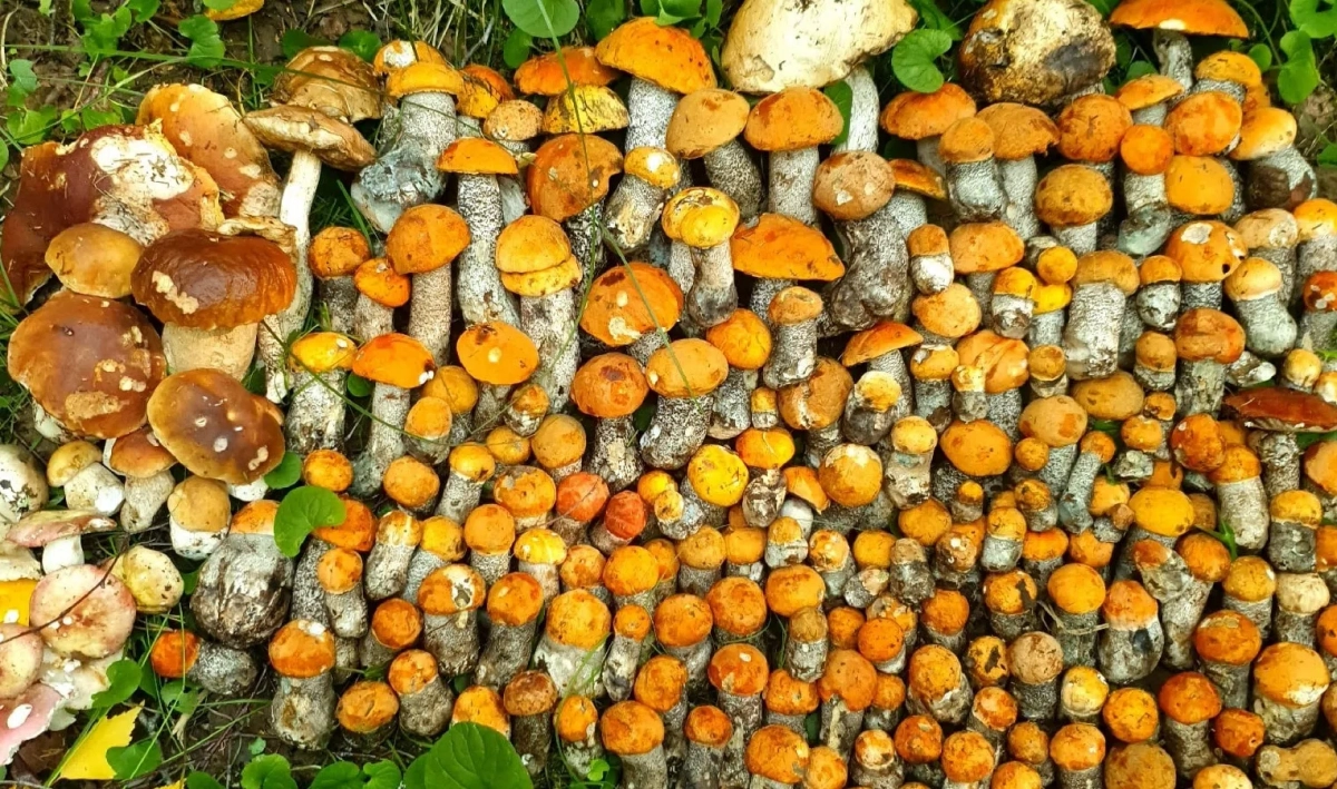 Больше 230 благородных грибов собрала петербурженка во Всеволожском районе - tvspb.ru