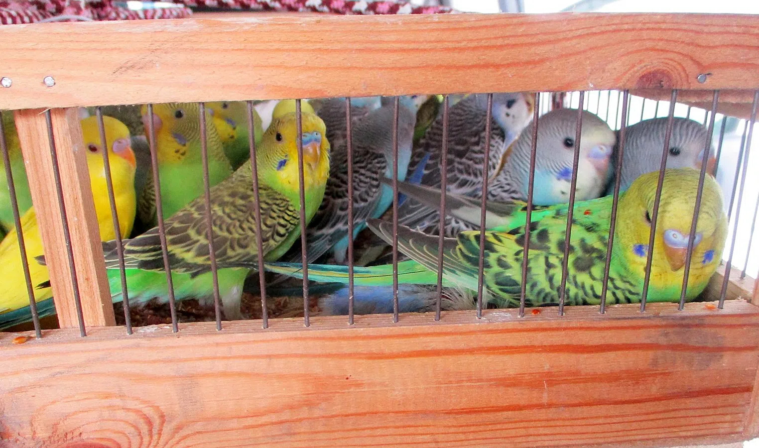 Ветеринары осмотрели 585 попугаев, прибывших в Пулково
