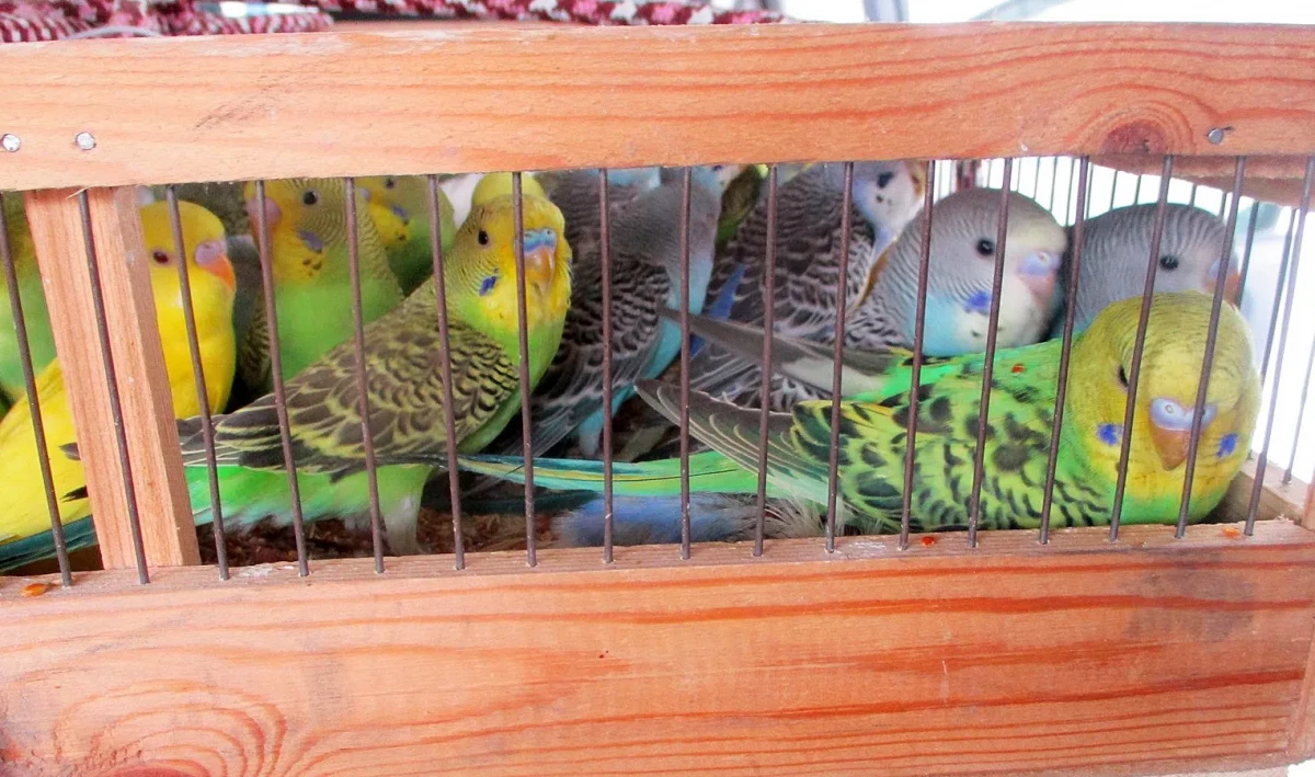 Ветеринары осмотрели 585 попугаев, прибывших в Пулково - tvspb.ru