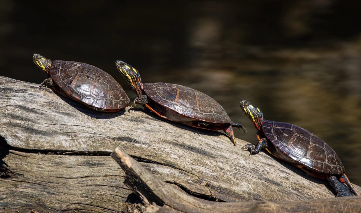 Петербуржцев попросили не трогать болотных черепах, греющихся в парках города - tvspb.ru