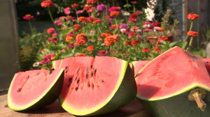 Арбузы от шеф-повара: как вырастить «Сибирский огонёк» в зоне рискованного земледелия