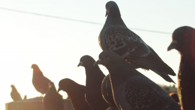 Жители дома на проспекте Пятилеток решили избавиться от соседства голубей с помощью прокуратуры