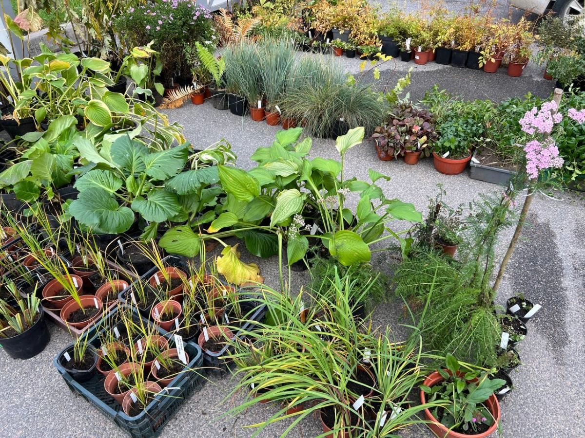 Ботанический сад Петра Великого объявил распродажу растений - tvspb.ru