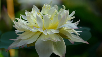 Ботанический сад приглашает на фестиваль азиатских растений в эти выходные