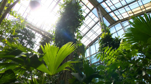 Непростое возвращение: как восстанавливали ботанический сад Государственного университета