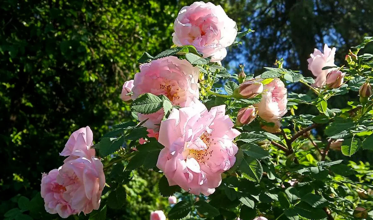 В Ботаническом саду заметили цветущие розы - tvspb.ru