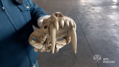 Псковская таможня пресекла вывоз черепов древних млекопитающих