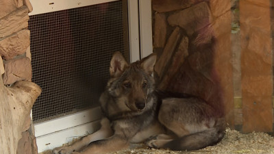 Волчата из Ленинградского зоопарка переедут в новый вольер