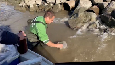 Росприроднадзор ищет собственника труб, по которым в Финский залив сбрасывают замутнённые воды