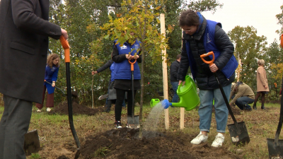 Петербуржцы смогут посадить дерево своими руками под присмотром садовников