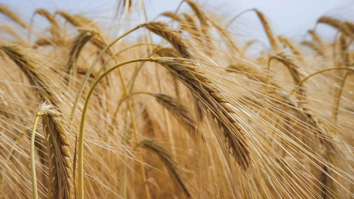 По итогу посевного сезона в России ожидается до 150 млн тонн зерновых культур - tvspb.ru