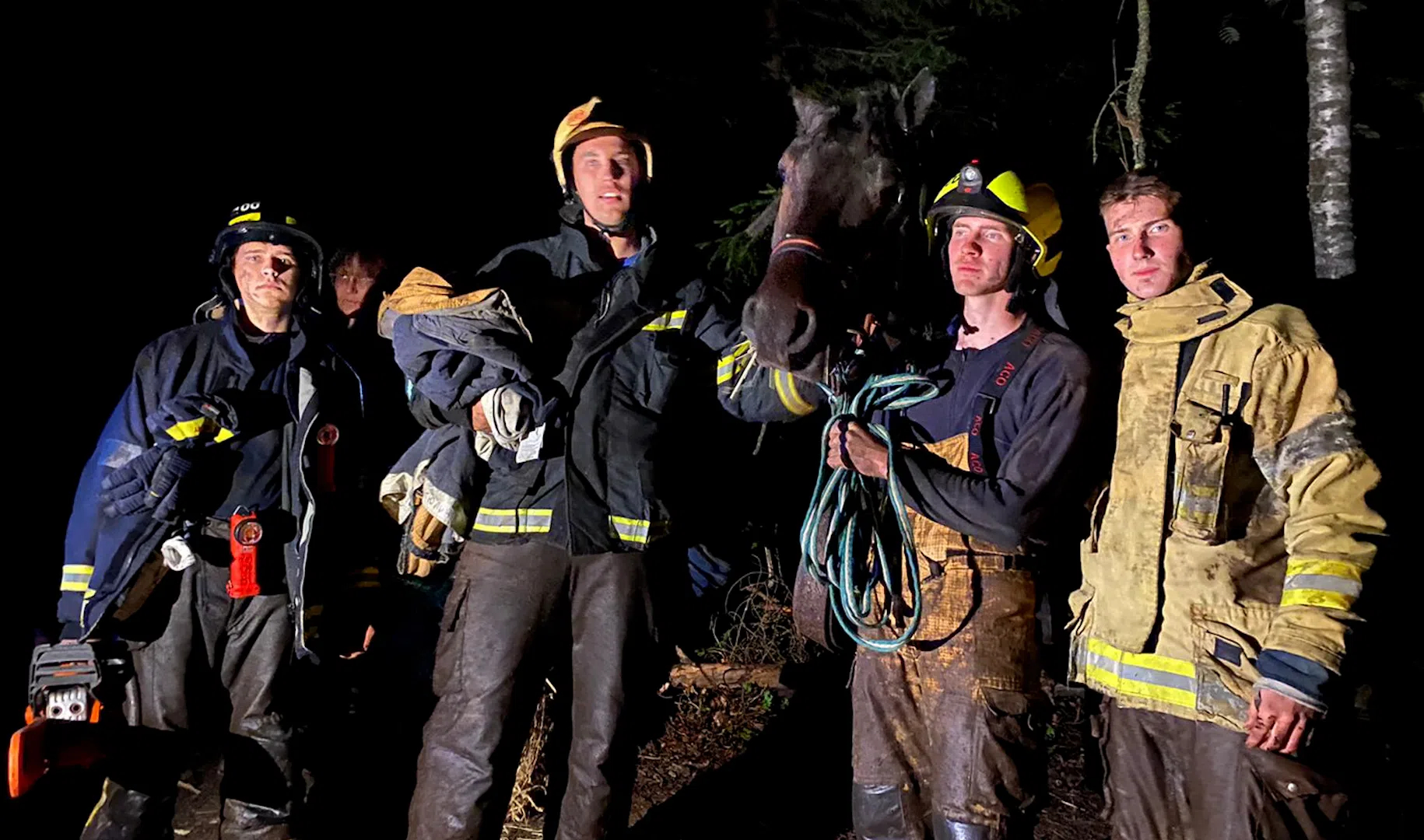 Под Петербургом спасатели вытащили увязшую в болоте лошадь