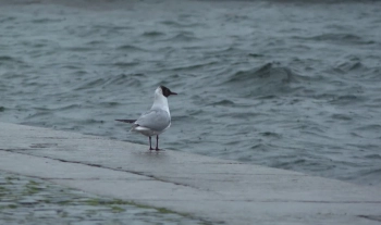 В городе на Неве ожидается усиление ветра: введён «жёлтый» уровень погодной опасности