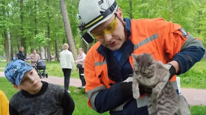 Лето — сезон потерявшихся кошек: следите за окнами и не доверяйте шлейкам