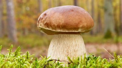 Белый гриб размером с ведро нашли в парке Сосновка