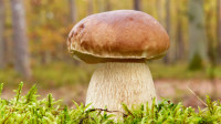 Любители тихой охоты рассказали об обилии грибов под Петербургом