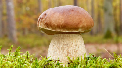 Врач назвал самые богатые на белок грибы