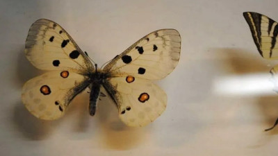 В Музее Набокова на Большой Морской покажут коллекцию бабочек писателя