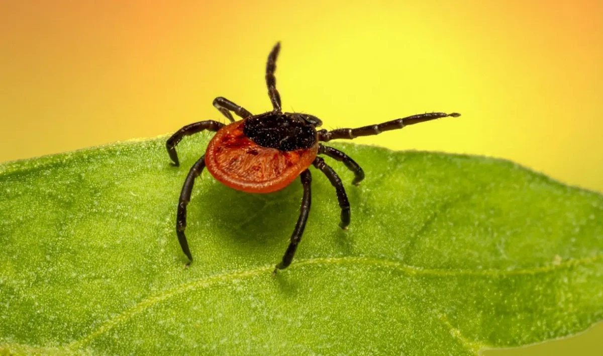 Роспотребнадзор напомнил: осень — время для вакцинации от клещевого энцефалита - tvspb.ru