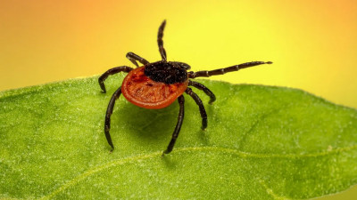 Роспотребнадзор напомнил: осень — время для вакцинации от клещевого энцефалита
