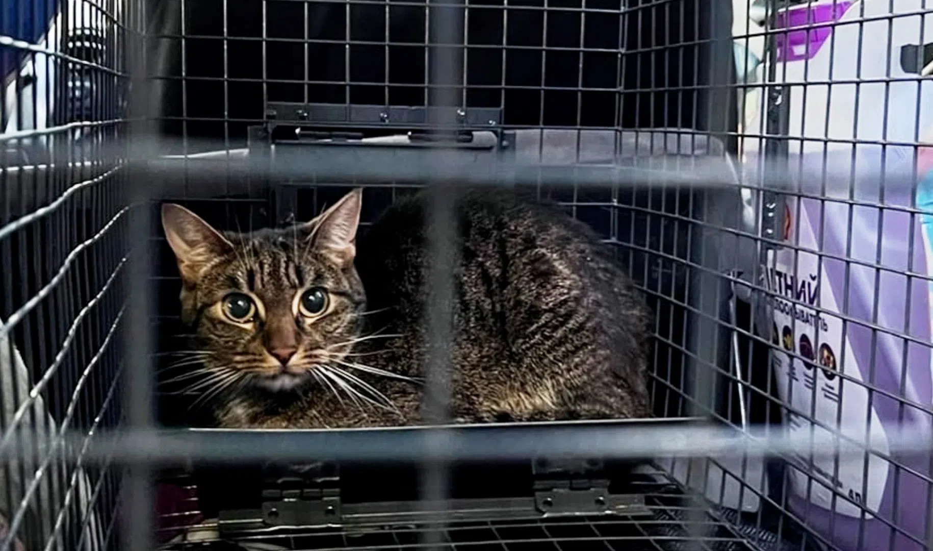 Волонтеры четыре дня спасали кошку, запертую в квартире в Мурино