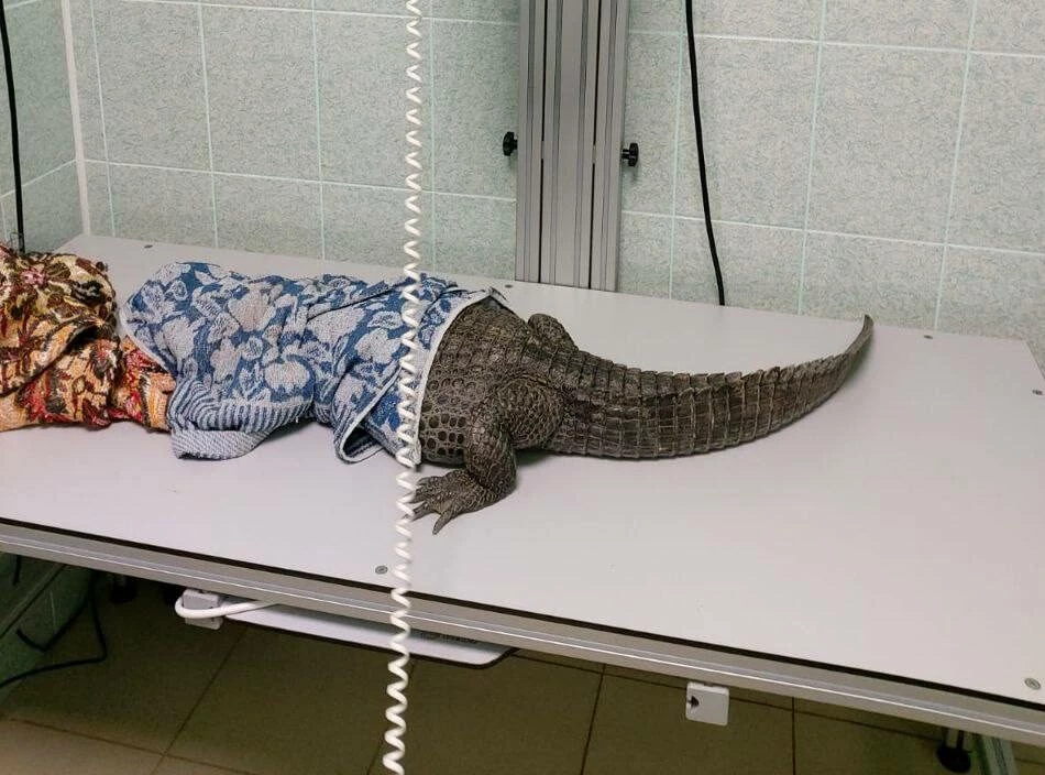 В Ленобласти ветеринары приняли самку крокодила, готовую стать мамой - tvspb.ru