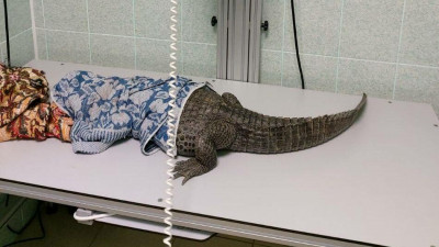 В Ленобласти ветеринары приняли самку крокодила, готовую стать мамой