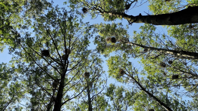 Птицы покинули гнёзда самого крупного цапельника Ленобласти