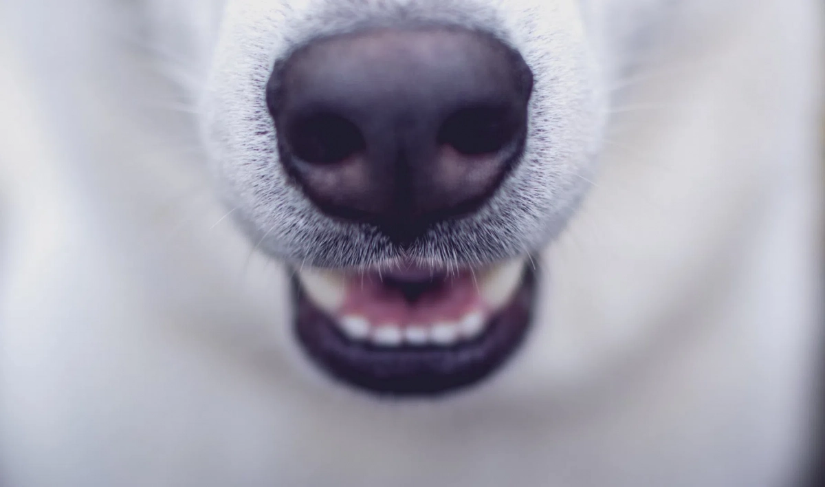 Ученые обнаружили у чернобыльских собак уникальные изменения генома - tvspb.ru