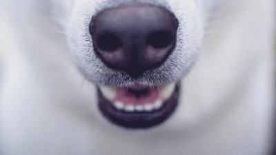 Ученые обнаружили у чернобыльских собак уникальные изменения генома