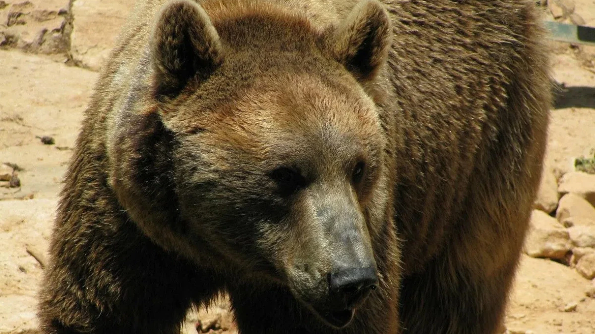 Росприроднадзор проверит фонд «Верность», где погибли волк и медведь - tvspb.ru