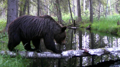 В Ленобласти медведи выходят из зимней спячки: как не пострадать при встрече со зверем