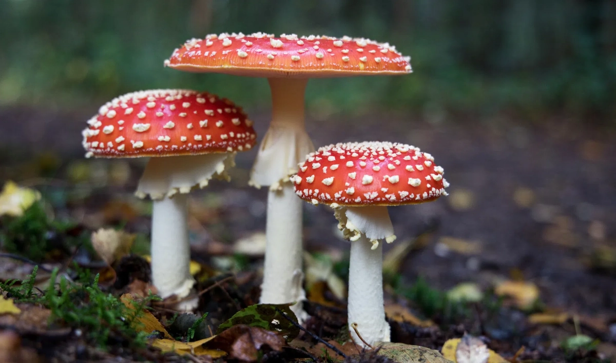Петербуржцам объяснили, как не отравиться лесными грибами - tvspb.ru