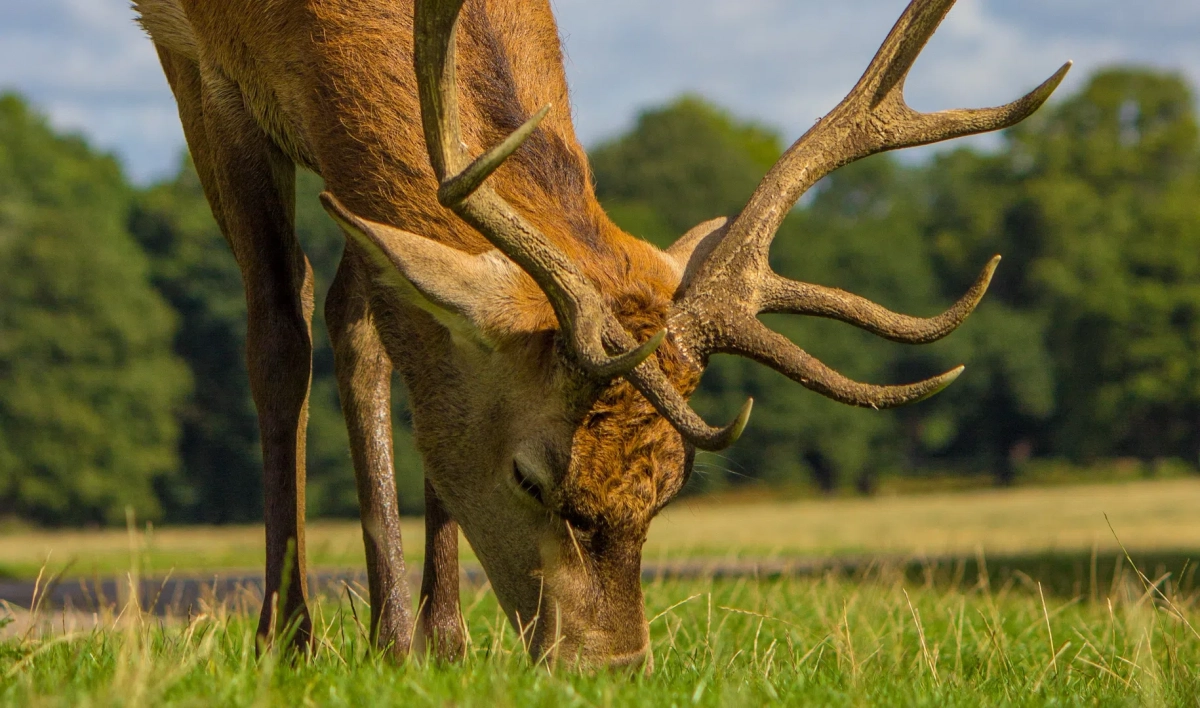 В окрестностях Петербурга заметили оленя и семейство кабанов - tvspb.ru