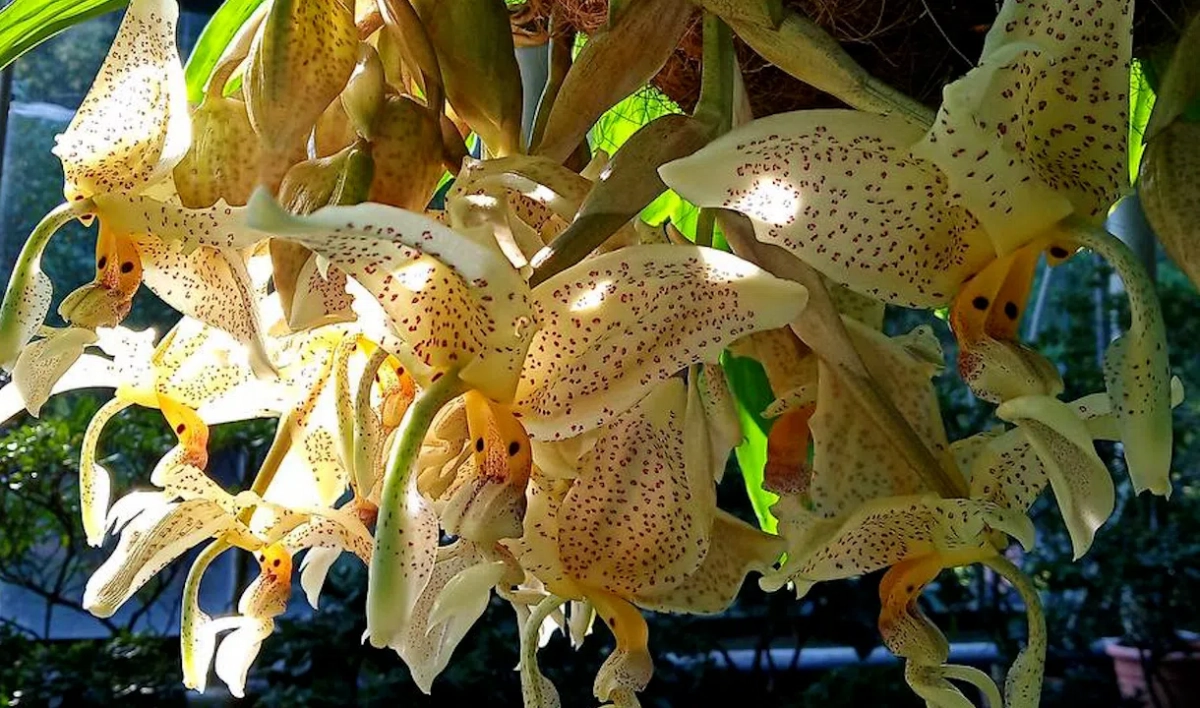 Редкий вид орхидеи зацвел в Ботаническом саду - tvspb.ru
