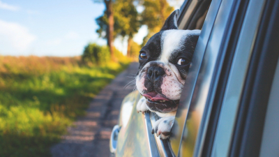 В Петербурге собака съела шаверму водителя, пока у хозяина проверяли документы