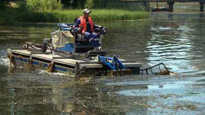 У Ольгинского пруда петербуржцы наблюдали подводный покос