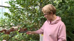 НеобыЧАЙный Ботанический сад: фестиваль чайных растений и традиций на Аптекарском острове