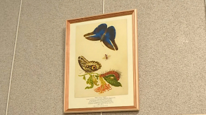 Удивительный мир ботанического искусства Марии Сибиллы Мериан