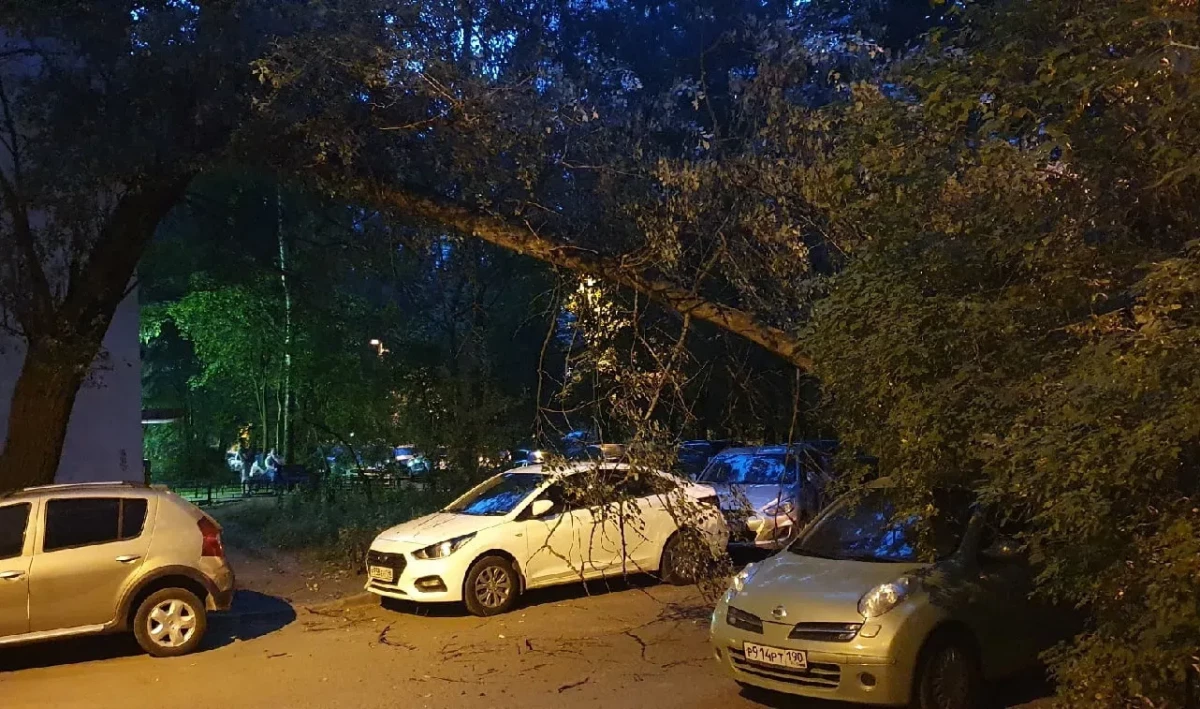 Дерево упало на легковушку во дворе дома на Выборгском шоссе - tvspb.ru