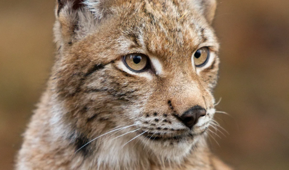 В Ленобласти открылся хоспис для хищных кошек - tvspb.ru