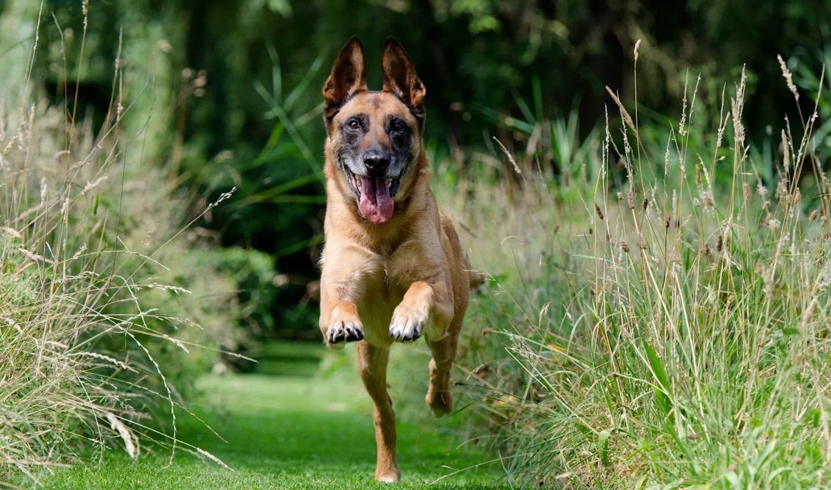 Владимир Путин подписал закон, запрещающий самовыгул домашних животных - tvspb.ru
